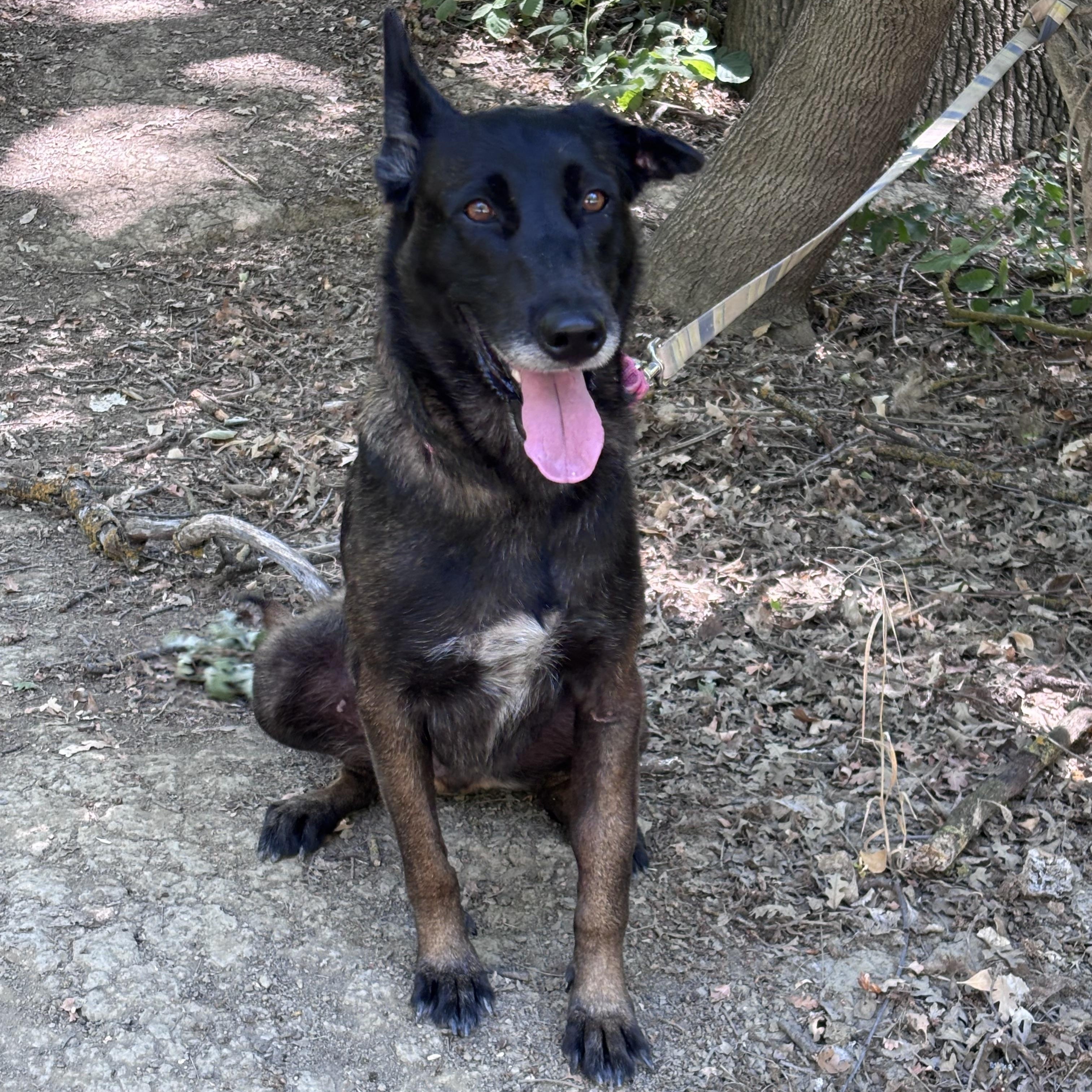 Enlarge Kaia, a Adoptable Belgian Shepherd / Malinois in Davis, CA image 2/3