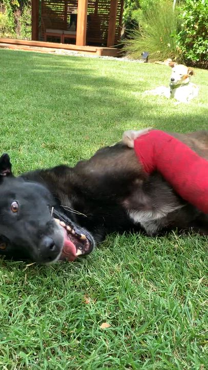 Enlarge Kaia, a Adoptable Belgian Shepherd / Malinois in Davis, CA video 3/3