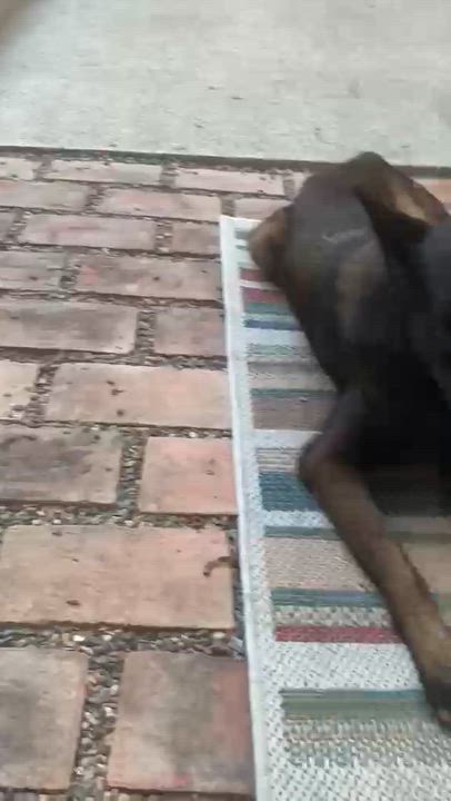 Enlarge Kaia, a ADOPTABLE mixed breed in Davis, CA video 3/6