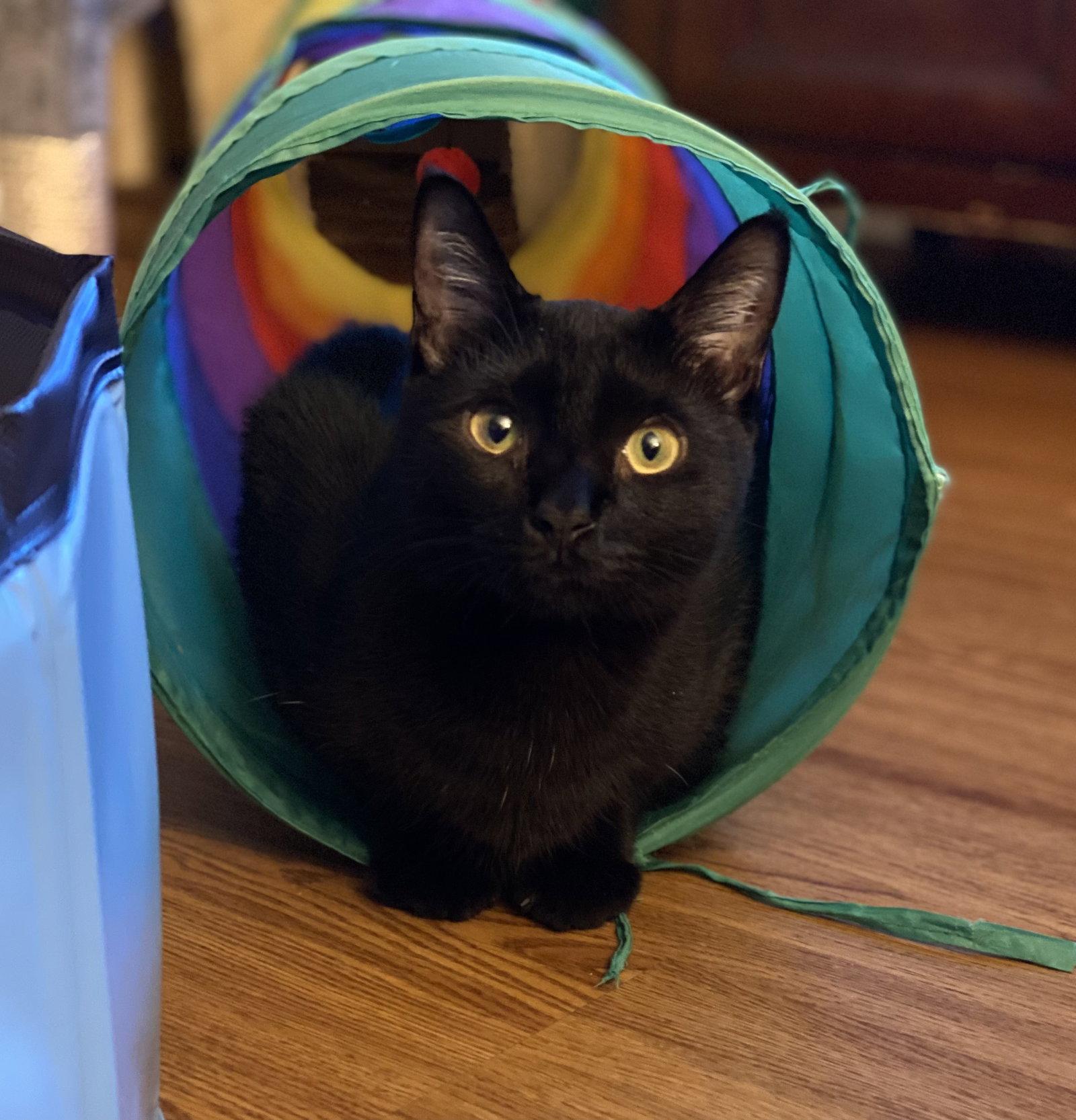 LindyLu, Adopted, Adult Female Domestic Short Hair.