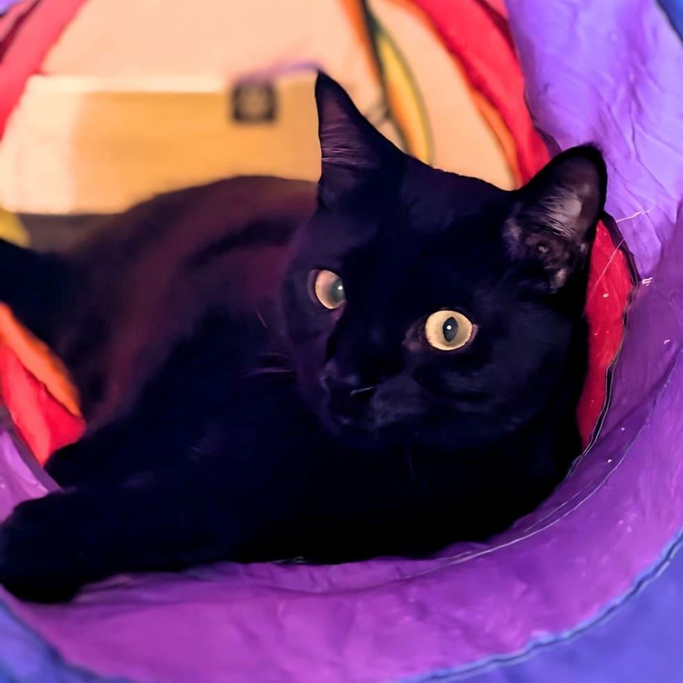 LindyLu, a Adopted Domestic Short Hair in Tampa, FL image 2/3