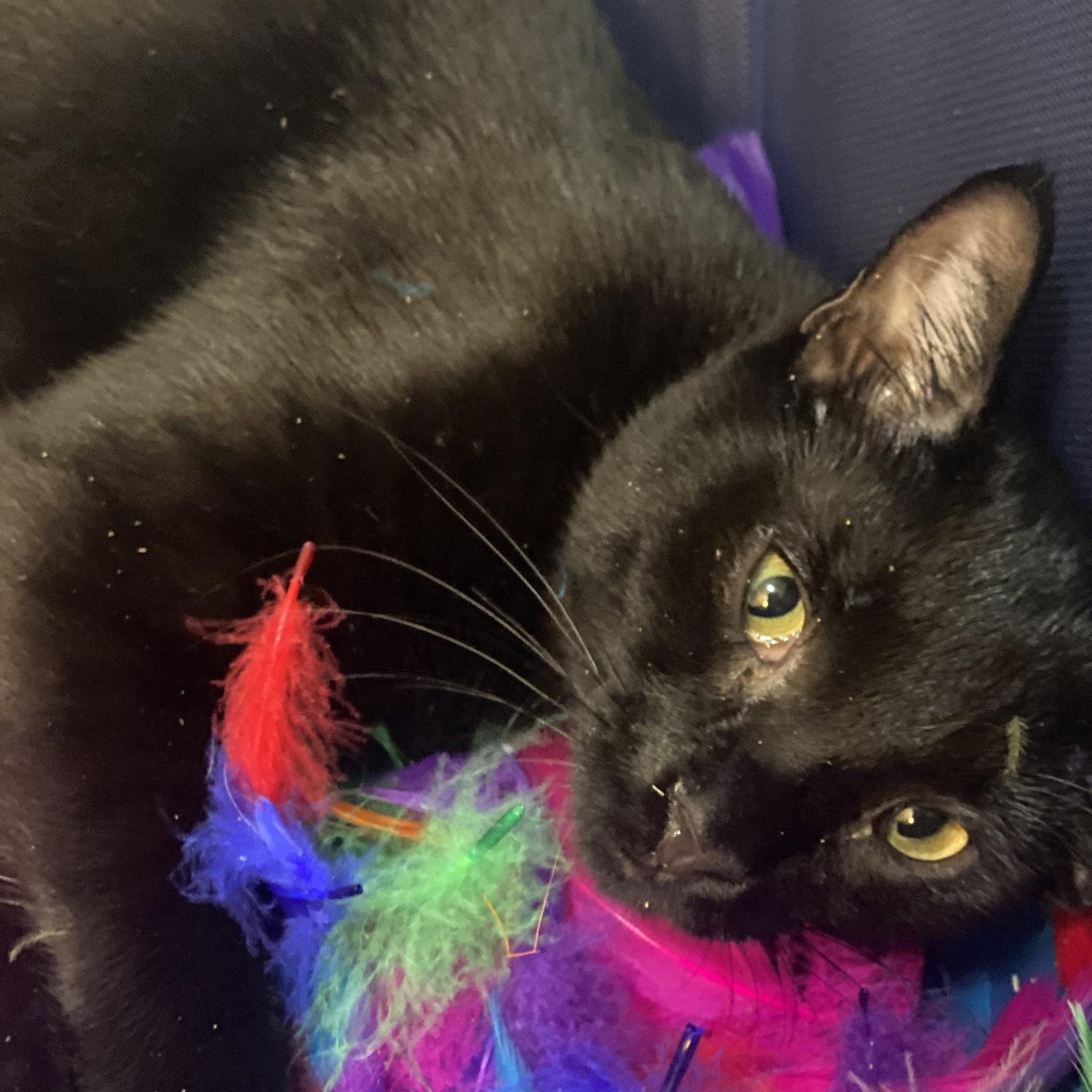 LindyLu, a Adopted Domestic Short Hair in Tampa, FL image 3/3