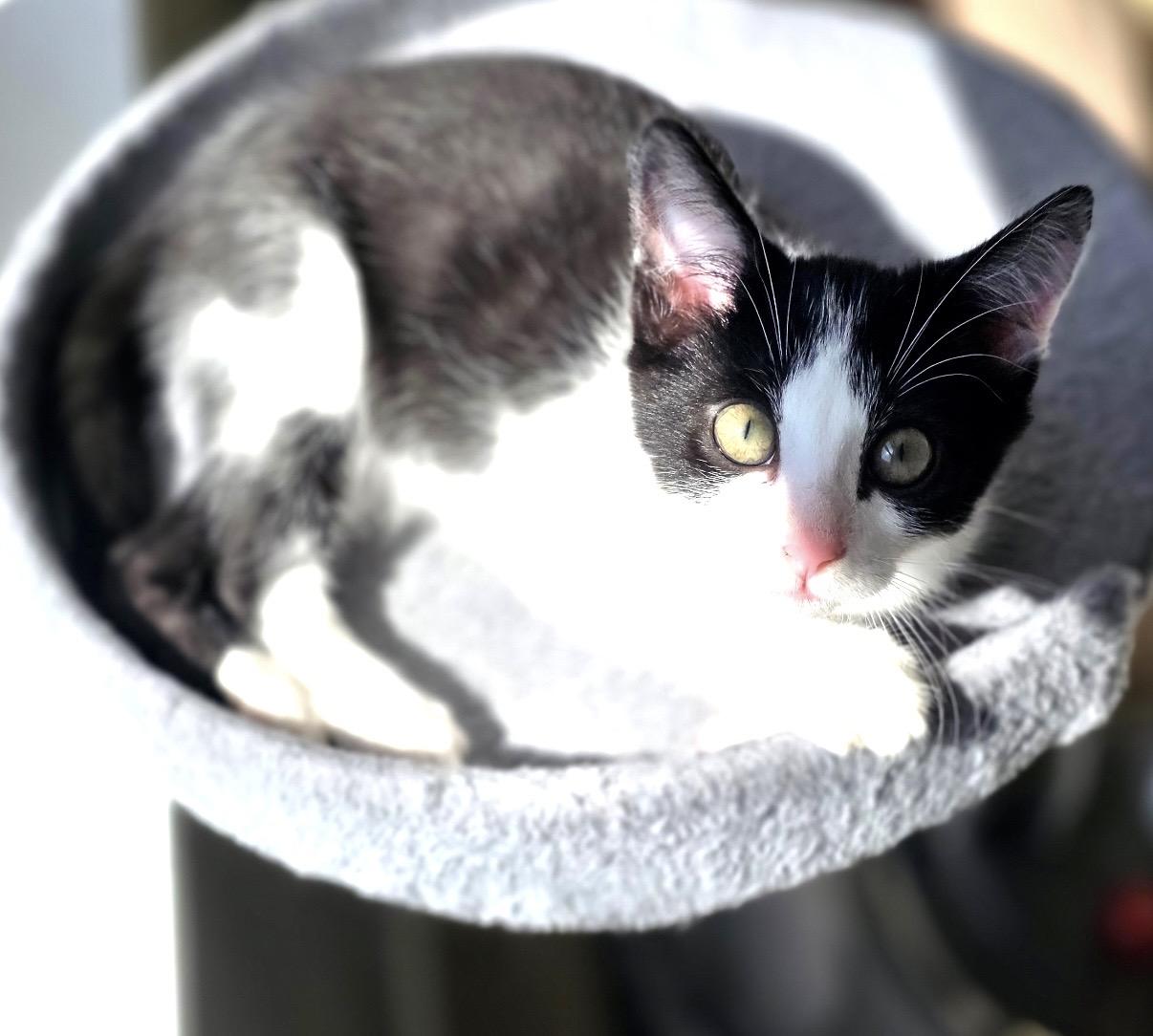 Enlarge Silverstein, a Adoptable mixed breed in Greensboro, NC image 2/6