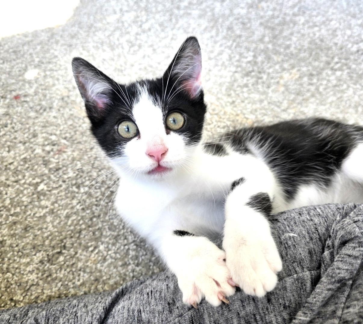 Silverstein, Adoptable, Kitten Male Domestic Short Hair & Tuxedo.