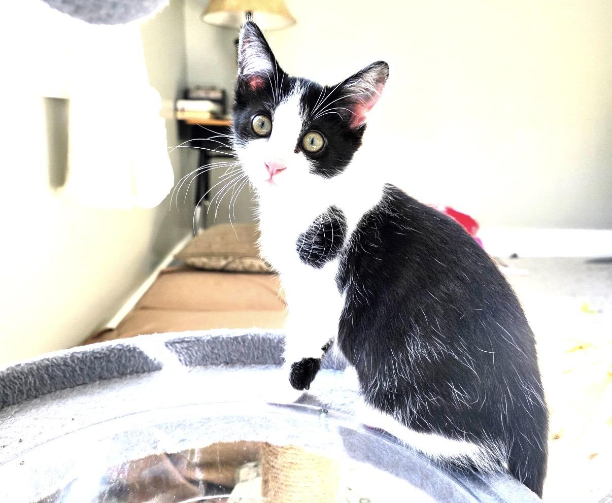 Enlarge Silverstein, a Adoptable mixed breed in Greensboro, NC image 3/6
