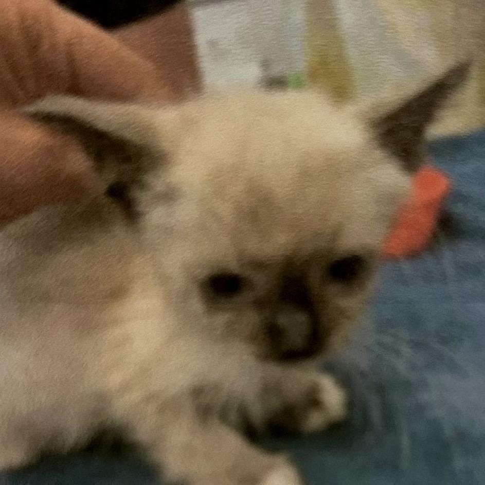 Sweater, Adoptable, Adult Female Siamese.