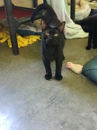 Dan, Adoptable, Kitten Male Domestic Short Hair & Domestic Short Hair.
