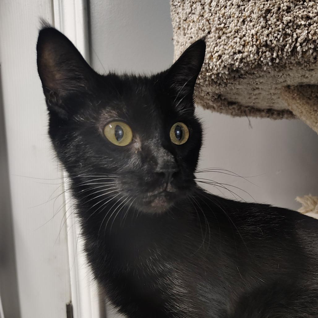 Pixie, Adoptable, Adult Female Domestic Short Hair.