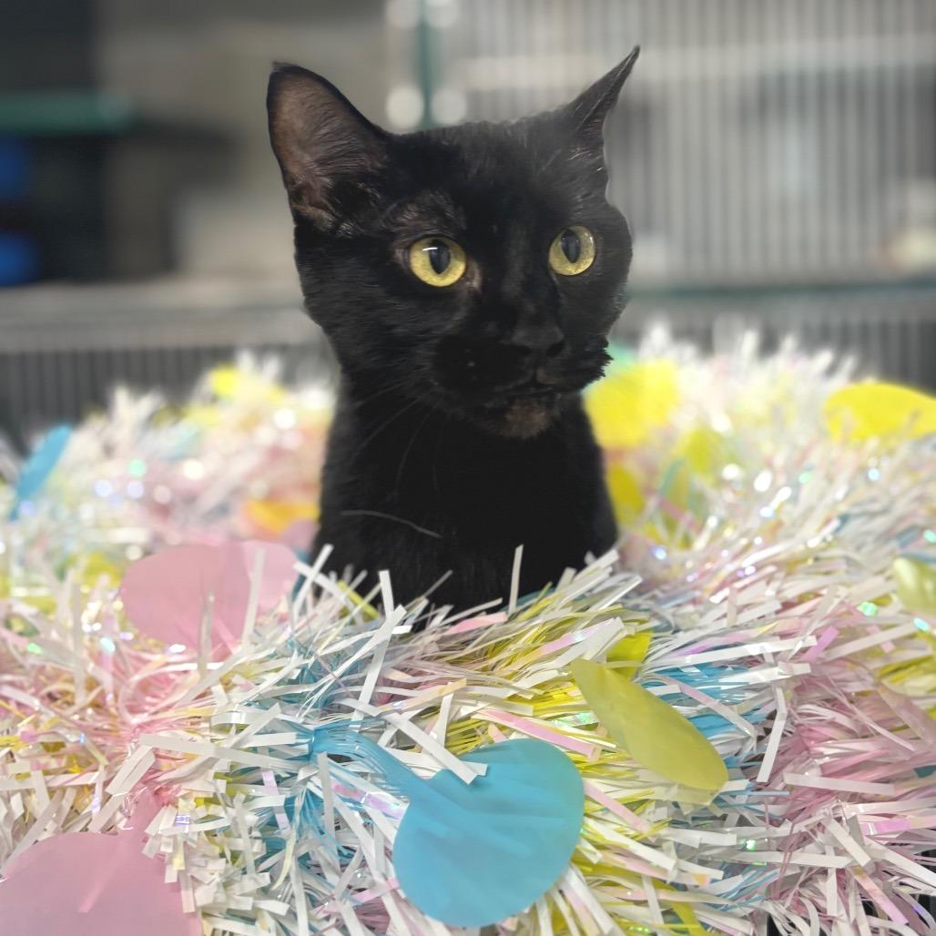 Pixie, a Adoptable Domestic Short Hair in Springtown, TX image 2/4