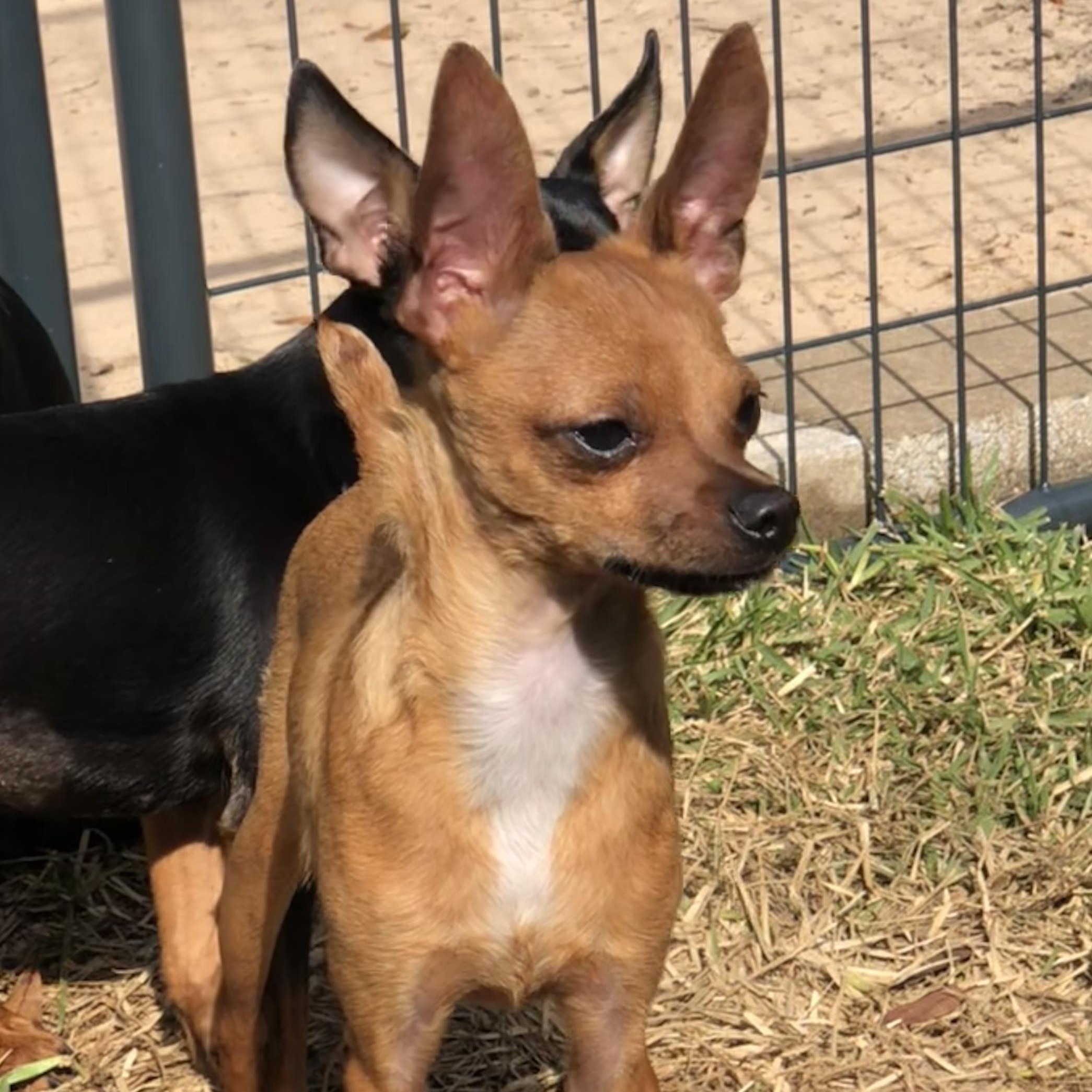 Enlarge Dante, a Adoptable Chihuahua in Magnolia Springs, AL image 6/6