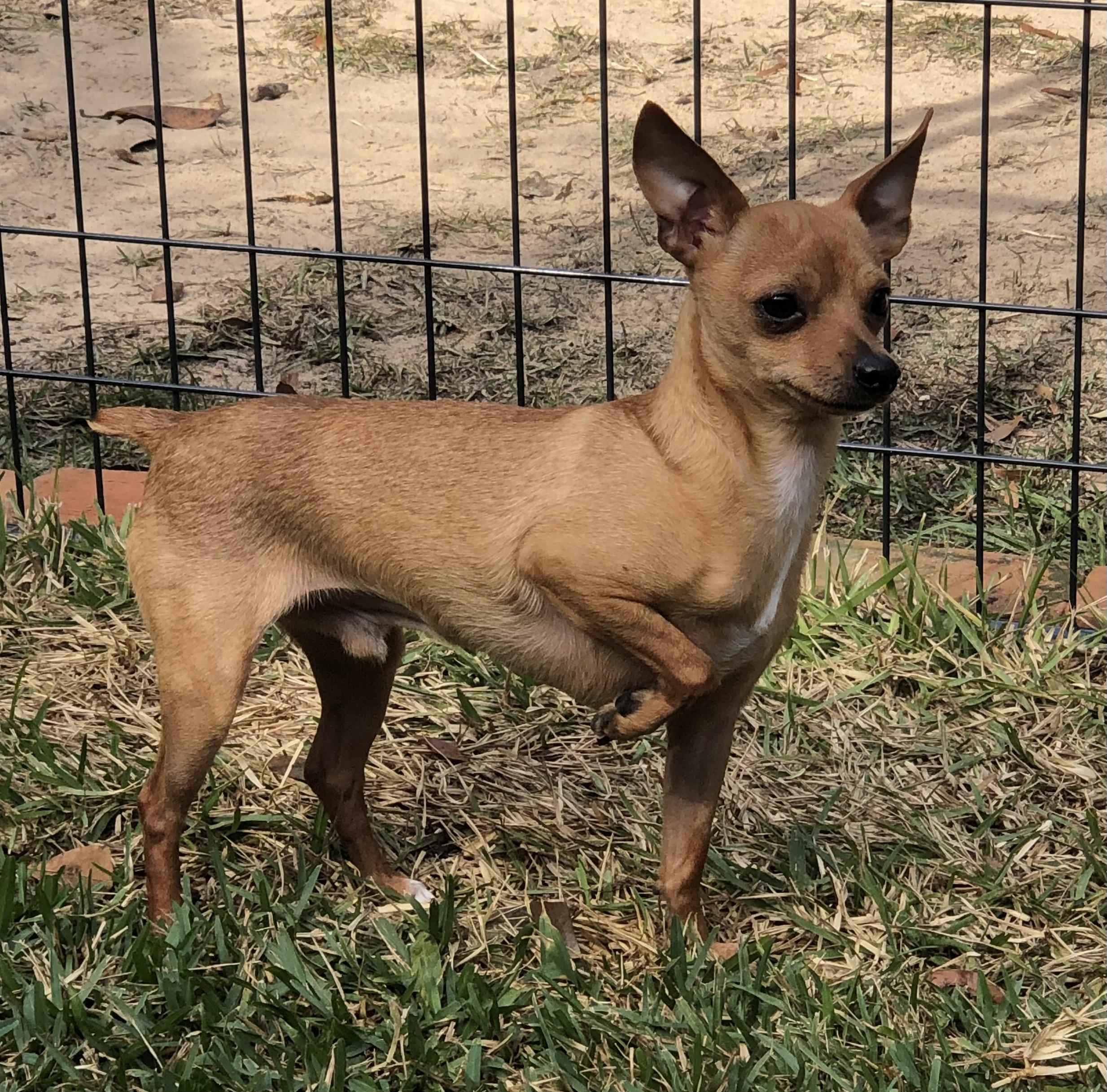 Enlarge Dante, a Adoptable Chihuahua in Magnolia Springs, AL image 5/6
