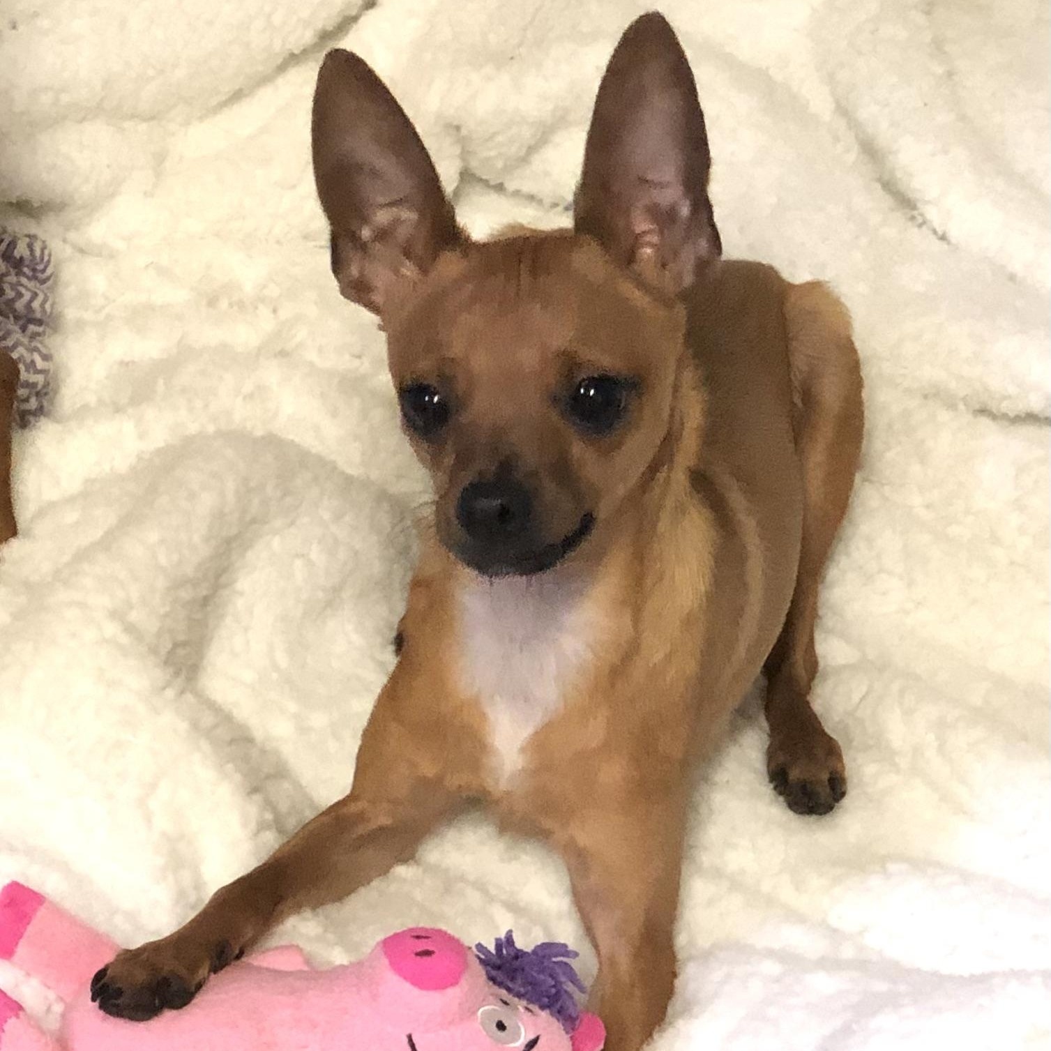 Dante, Adoptable, Young Male Chihuahua.