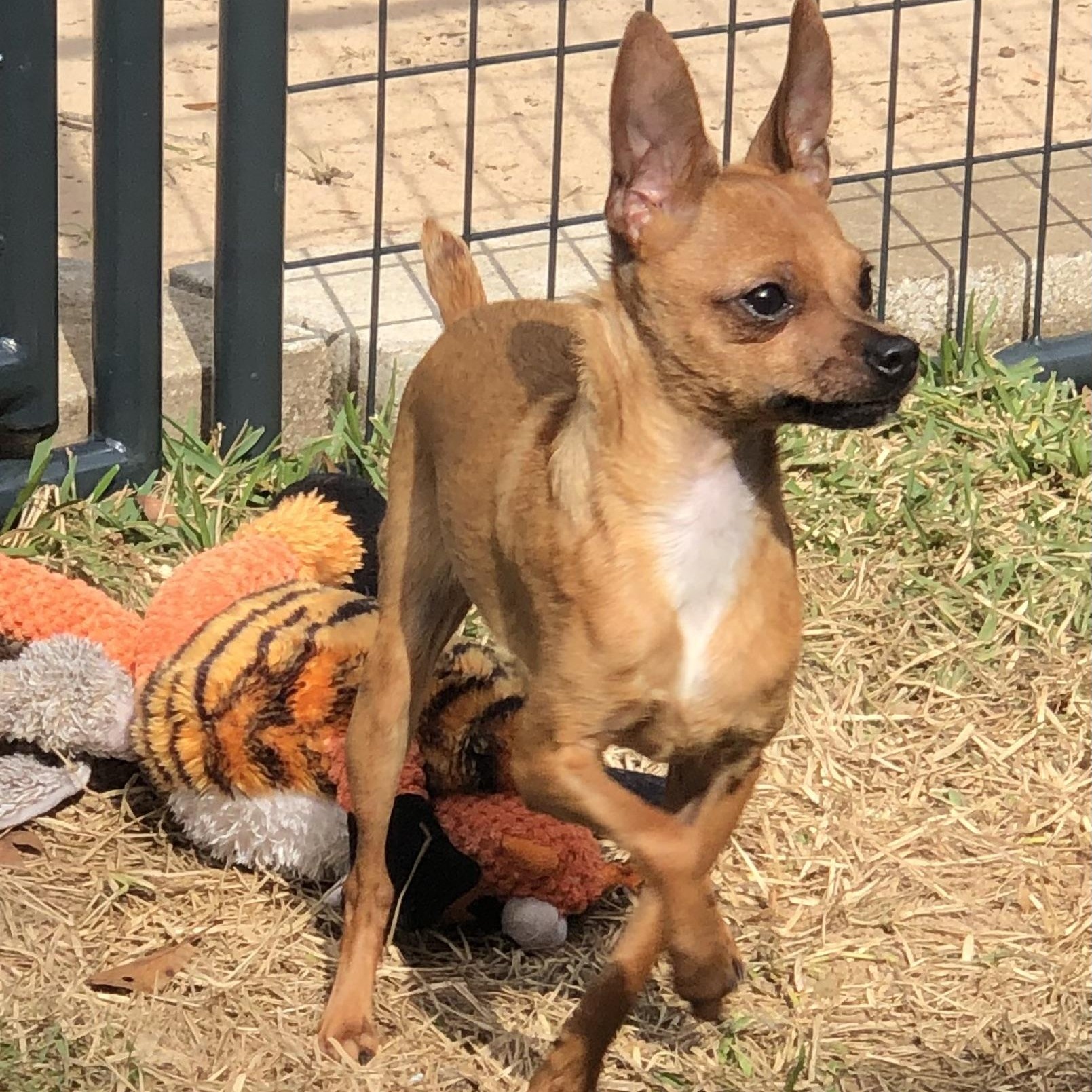 Enlarge Dante, a Adoptable Chihuahua in Magnolia Springs, AL image 4/6