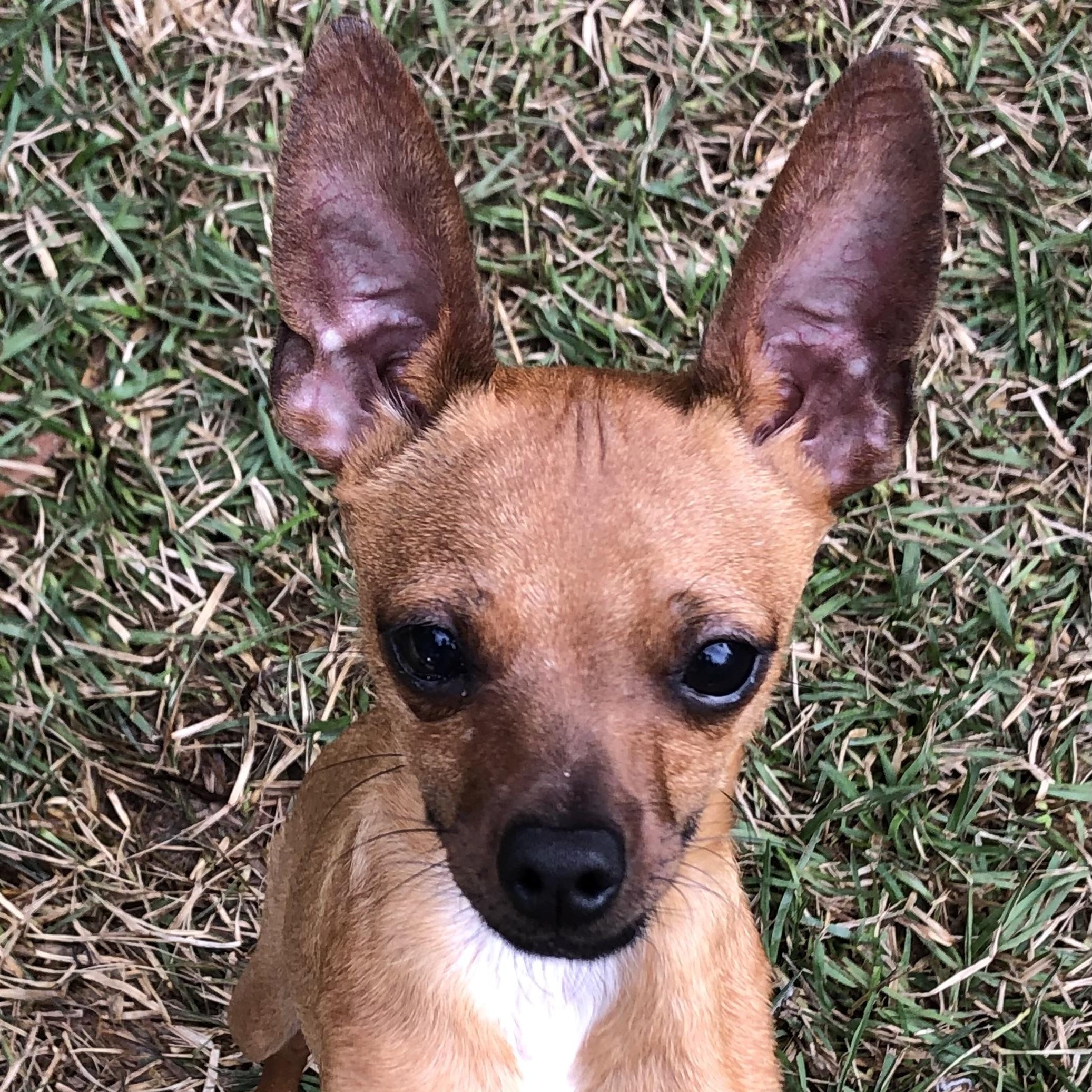 Enlarge Dante, a Adoptable Chihuahua in Magnolia Springs, AL image 2/6