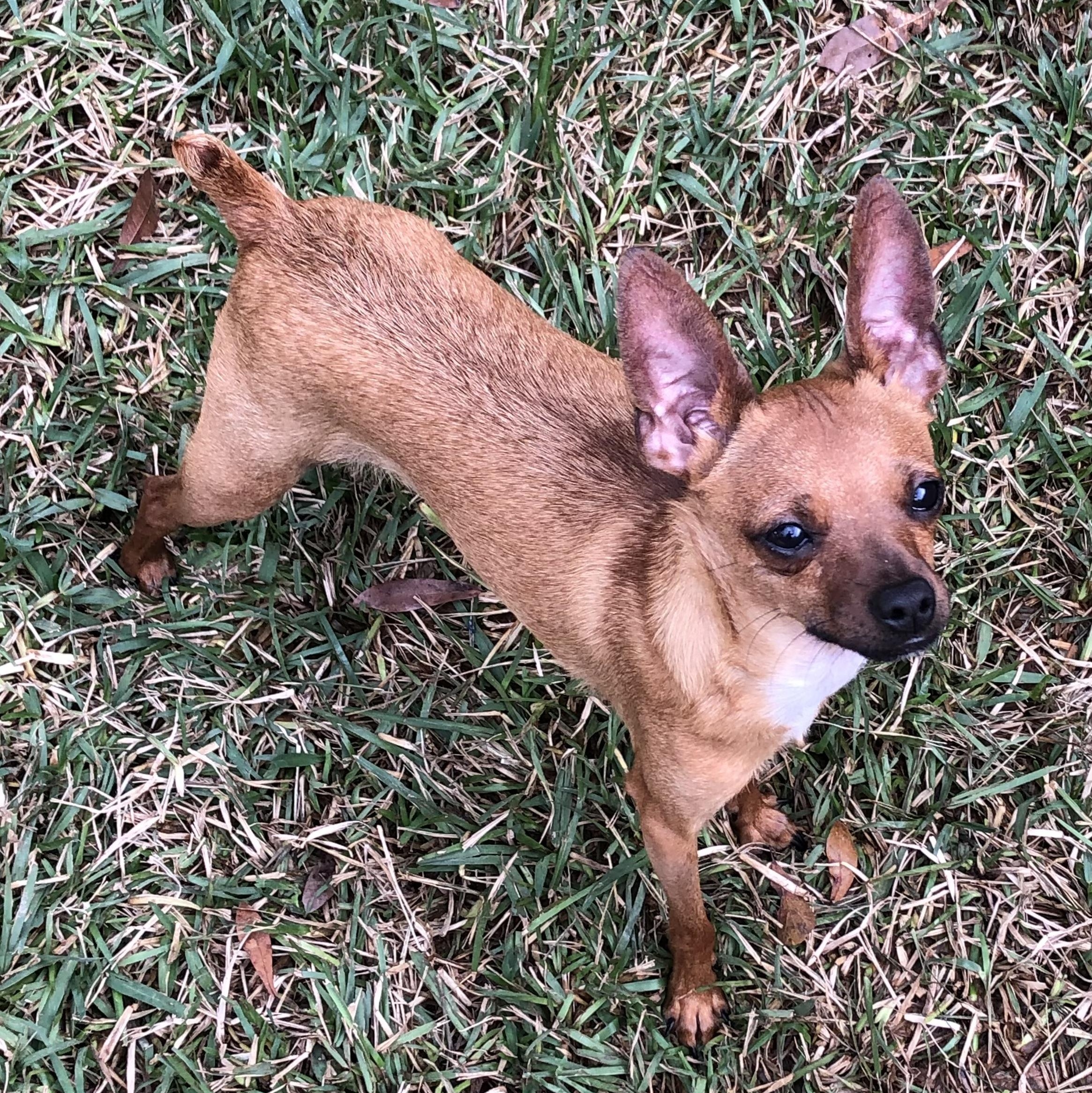 Enlarge Dante, a Adoptable Chihuahua in Magnolia Springs, AL image 3/6