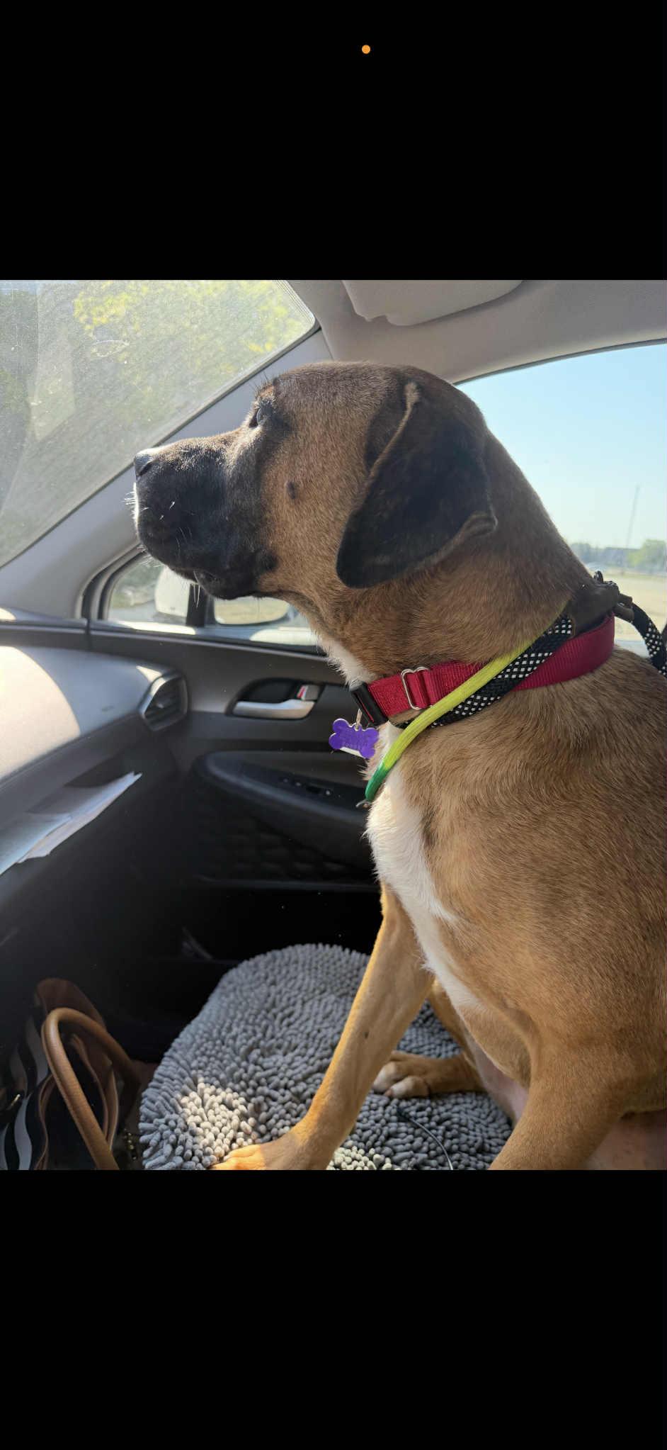 Enlarge Sonny, a Adopted mixed breed in South Elgin, IL image 1/3