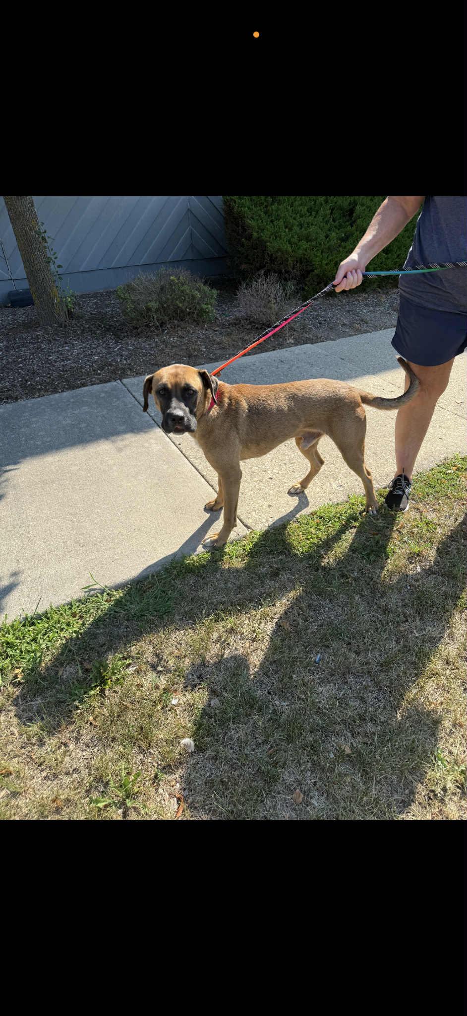 Enlarge Sonny, a Adopted mixed breed in South Elgin, IL image 2/3