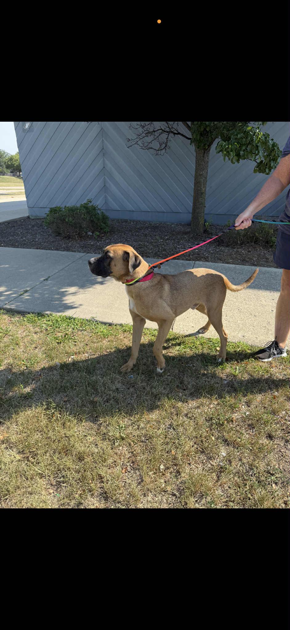 Enlarge Sonny, a Adopted mixed breed in South Elgin, IL image 3/3