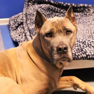 26-00049 KUKLA, ADOPTABLE, Adult Female Cane Corso.