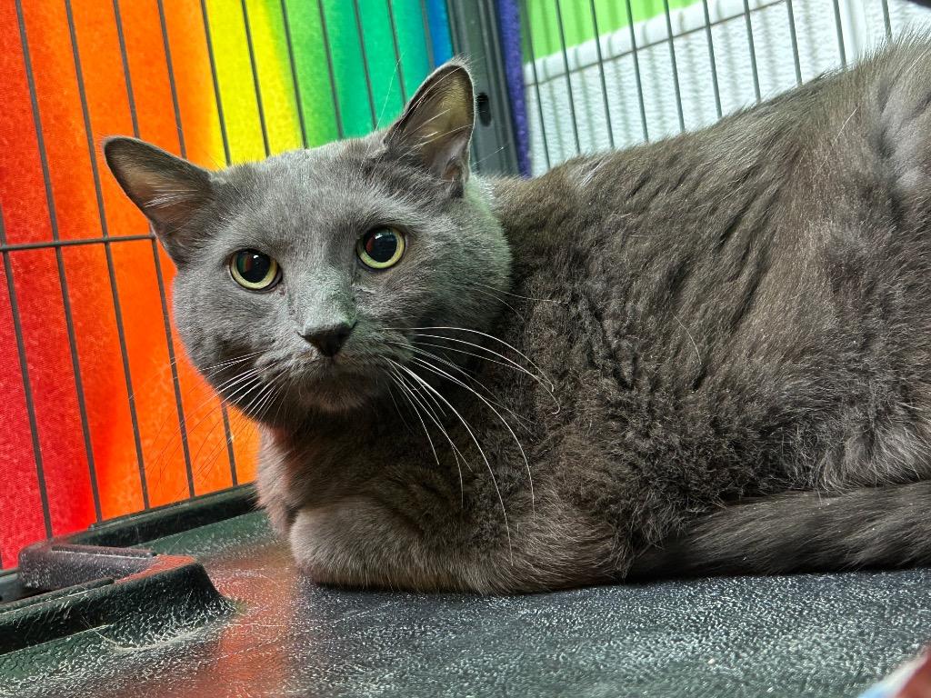 Enlarge Danyel, a Adoptable mixed breed in Washington Court House, OH image 1/2