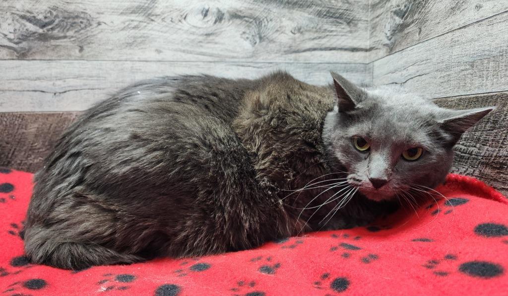 Enlarge Danyel, a Adoptable mixed breed in Washington Court House, OH image 2/2