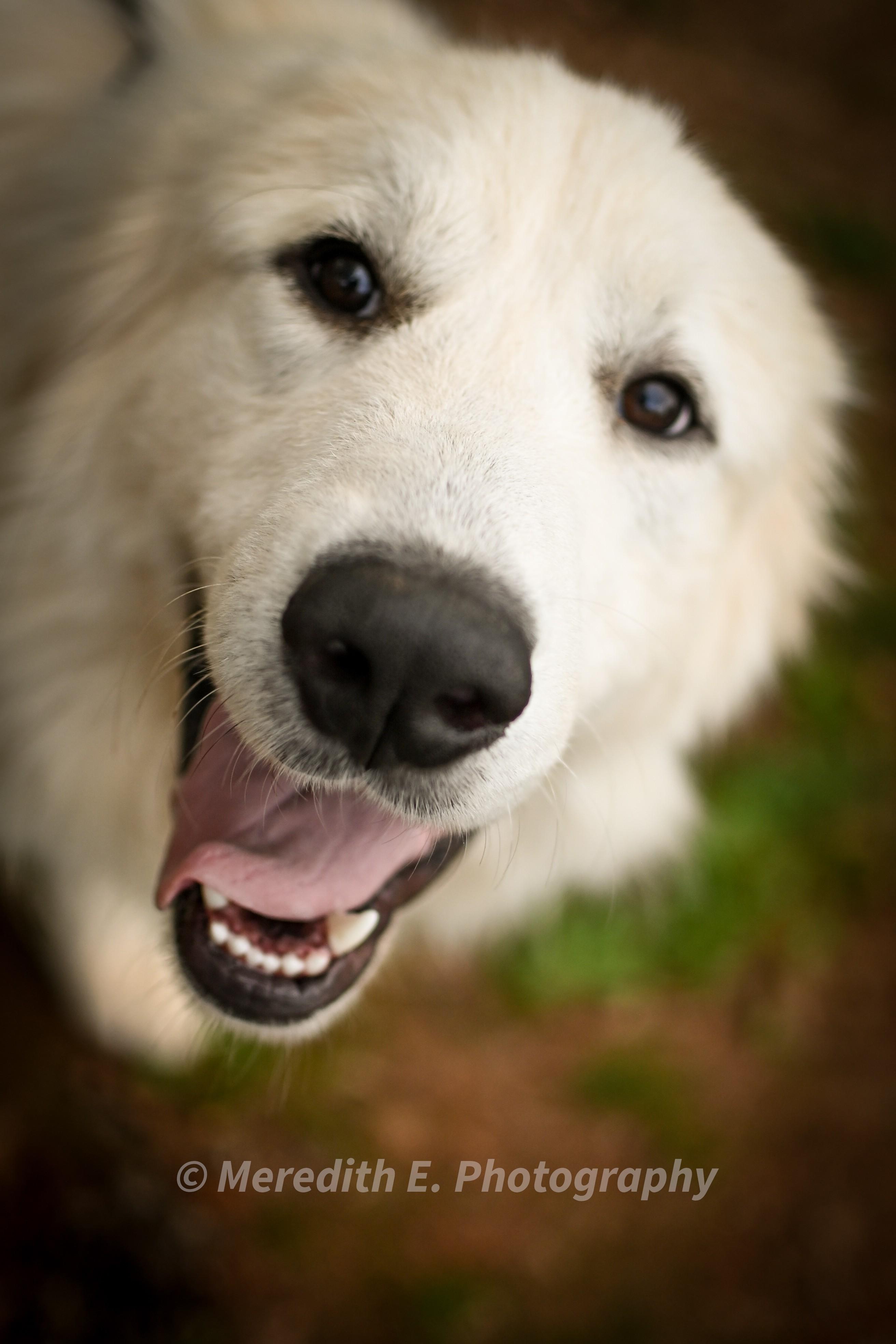 Mars, an adopted Great Pyrenees in Seneca, SC image 1/2