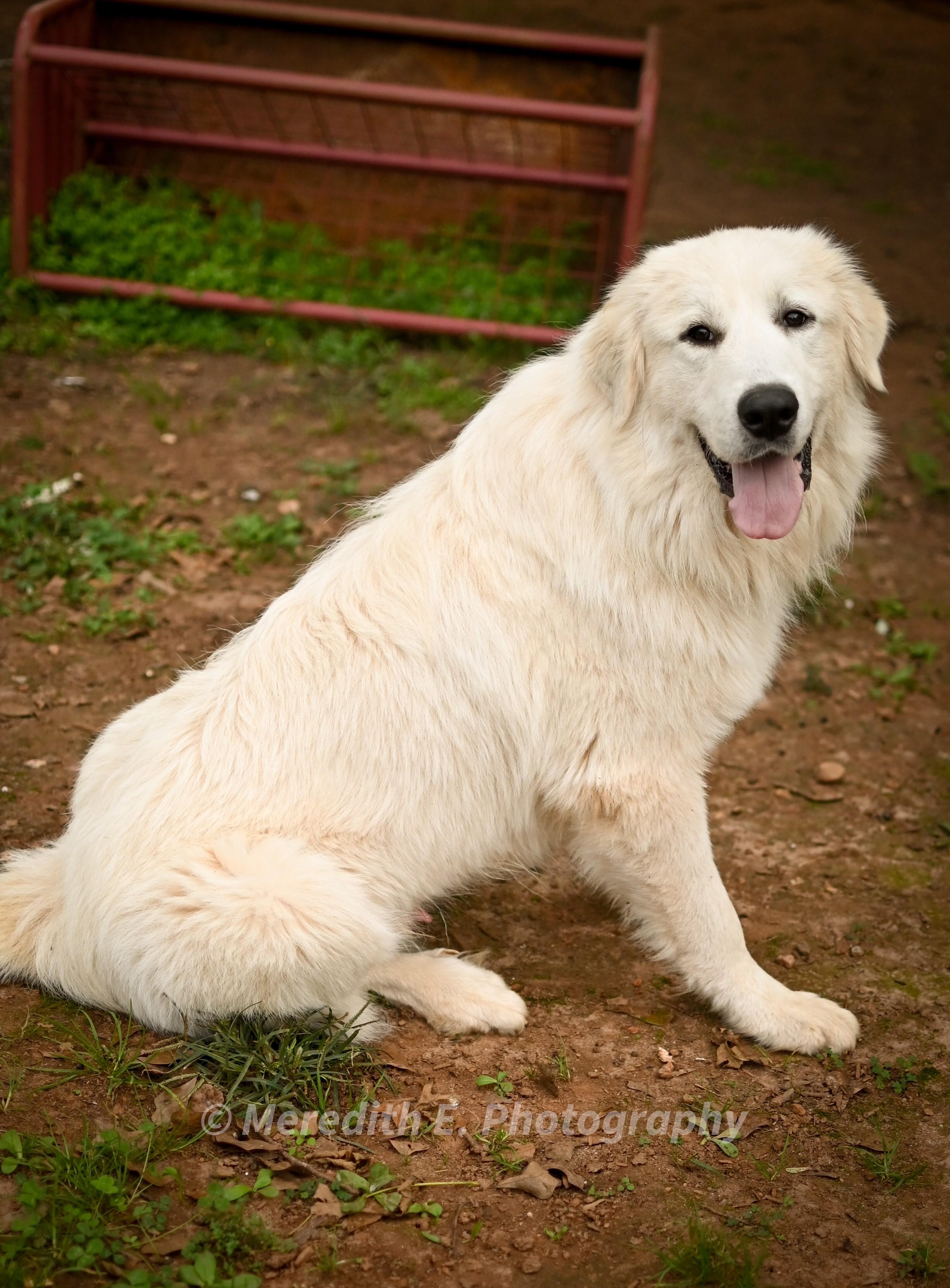 Mars, an adopted Great Pyrenees in Seneca, SC image 2/2