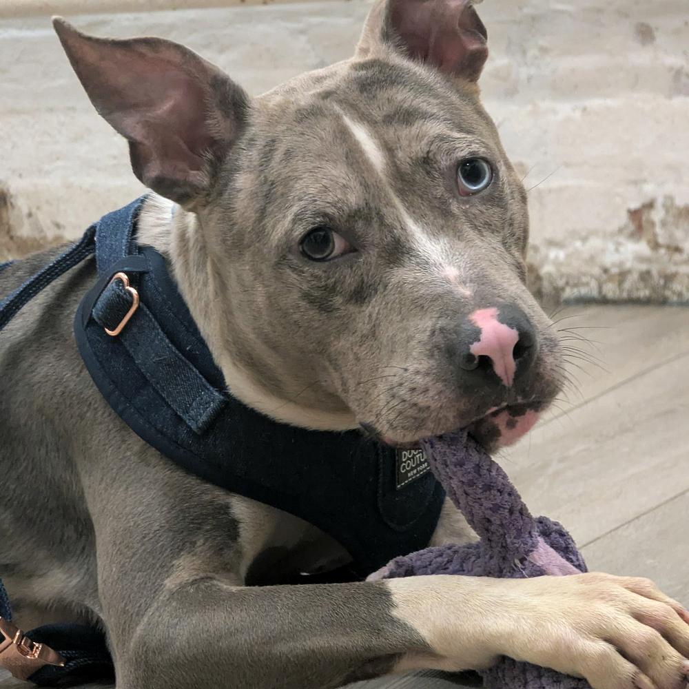 Ocean, Adoptable, Adult Male Catahoula Leopard Dog & Mixed Breed.