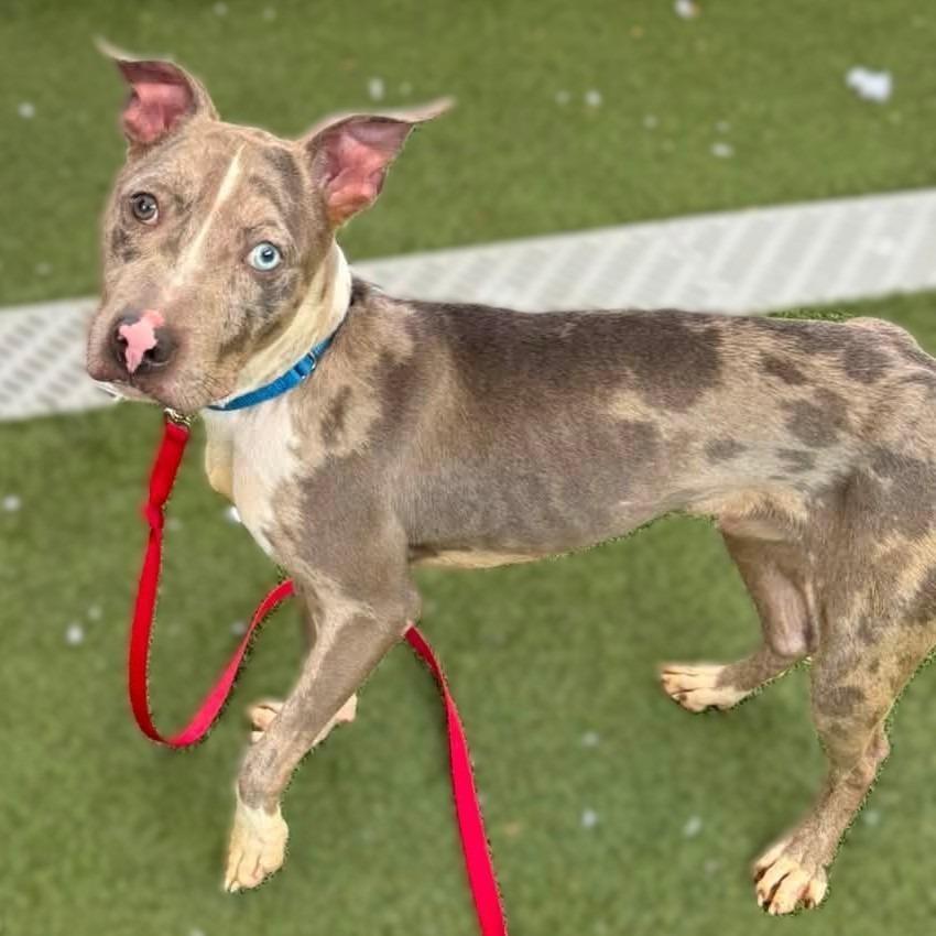 Enlarge Ocean, a Adoptable mixed breed in Long Island City, NY image 2/6