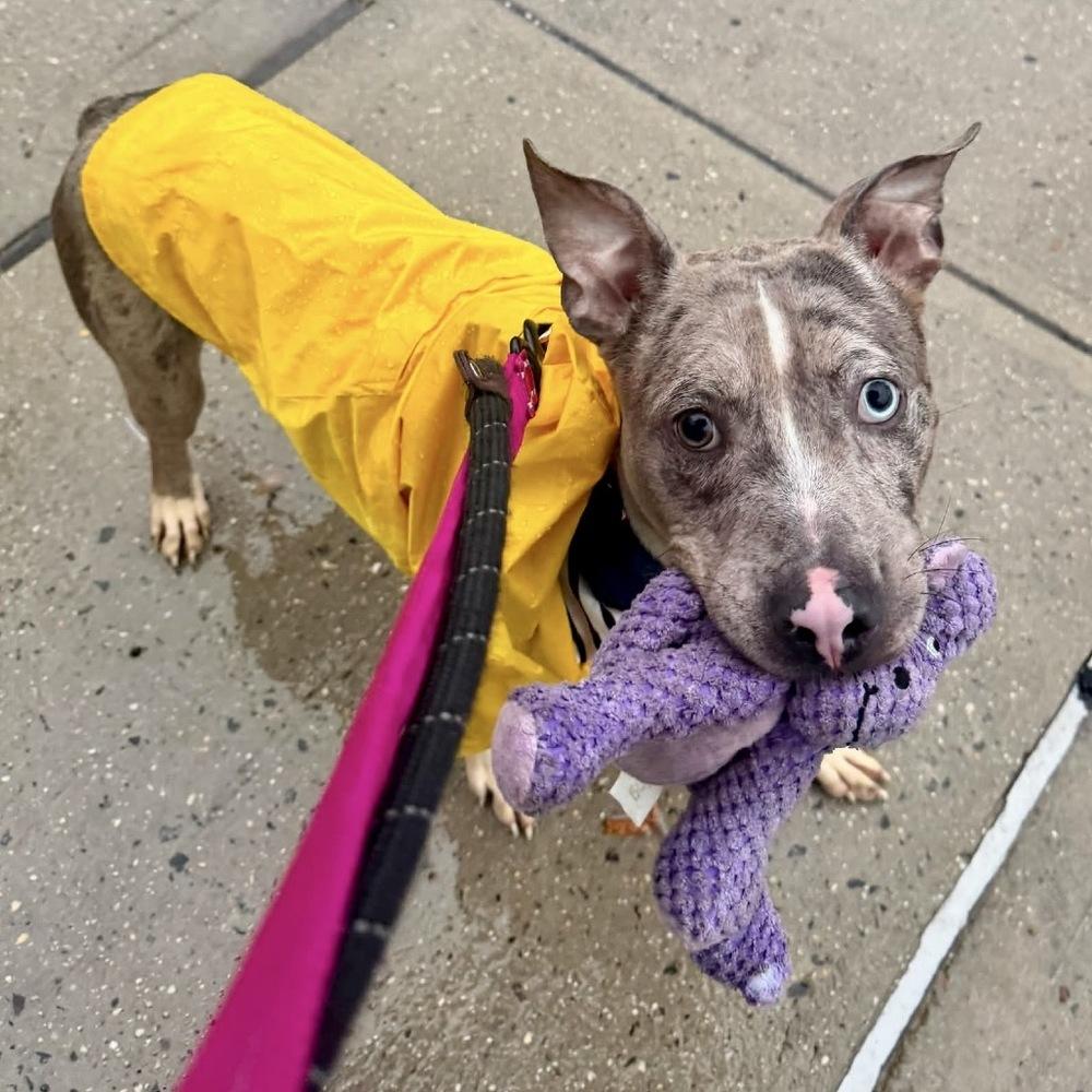 Enlarge Ocean, a Adoptable mixed breed in Long Island City, NY image 3/6