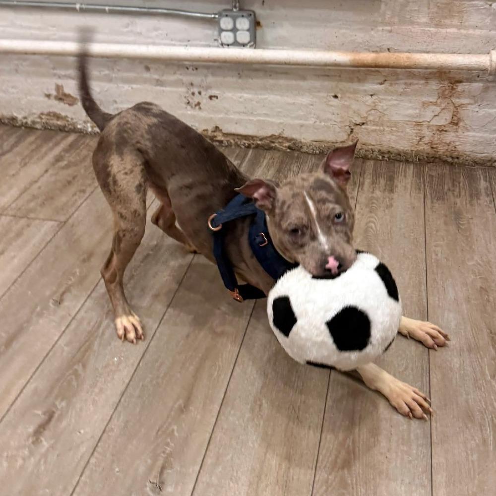 Enlarge Ocean, a Adoptable mixed breed in Long Island City, NY image 4/6