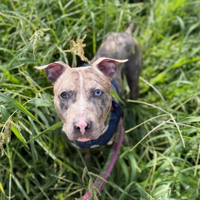 Enlarge Ocean, a Adoptable mixed breed in Long Island City, NY image 5/6