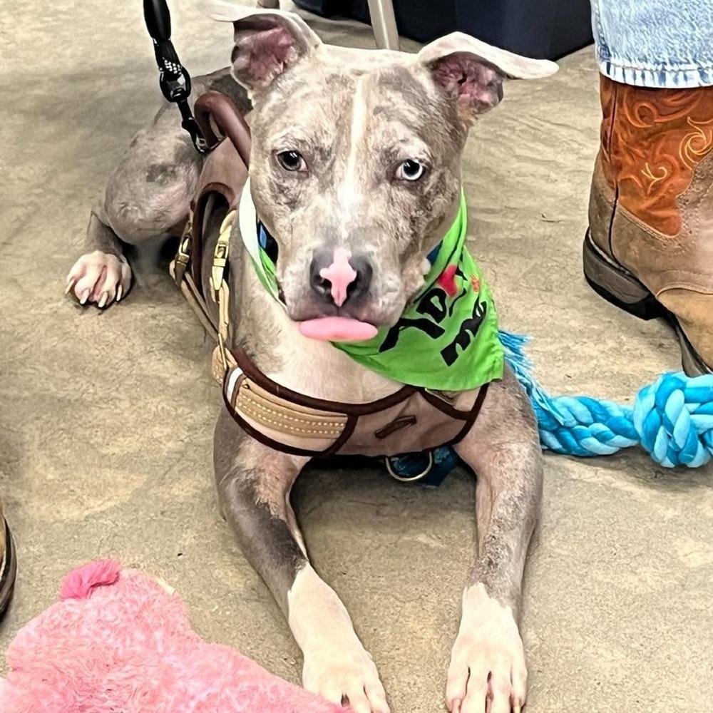 Enlarge Ocean, a Adoptable mixed breed in Long Island City, NY image 6/6