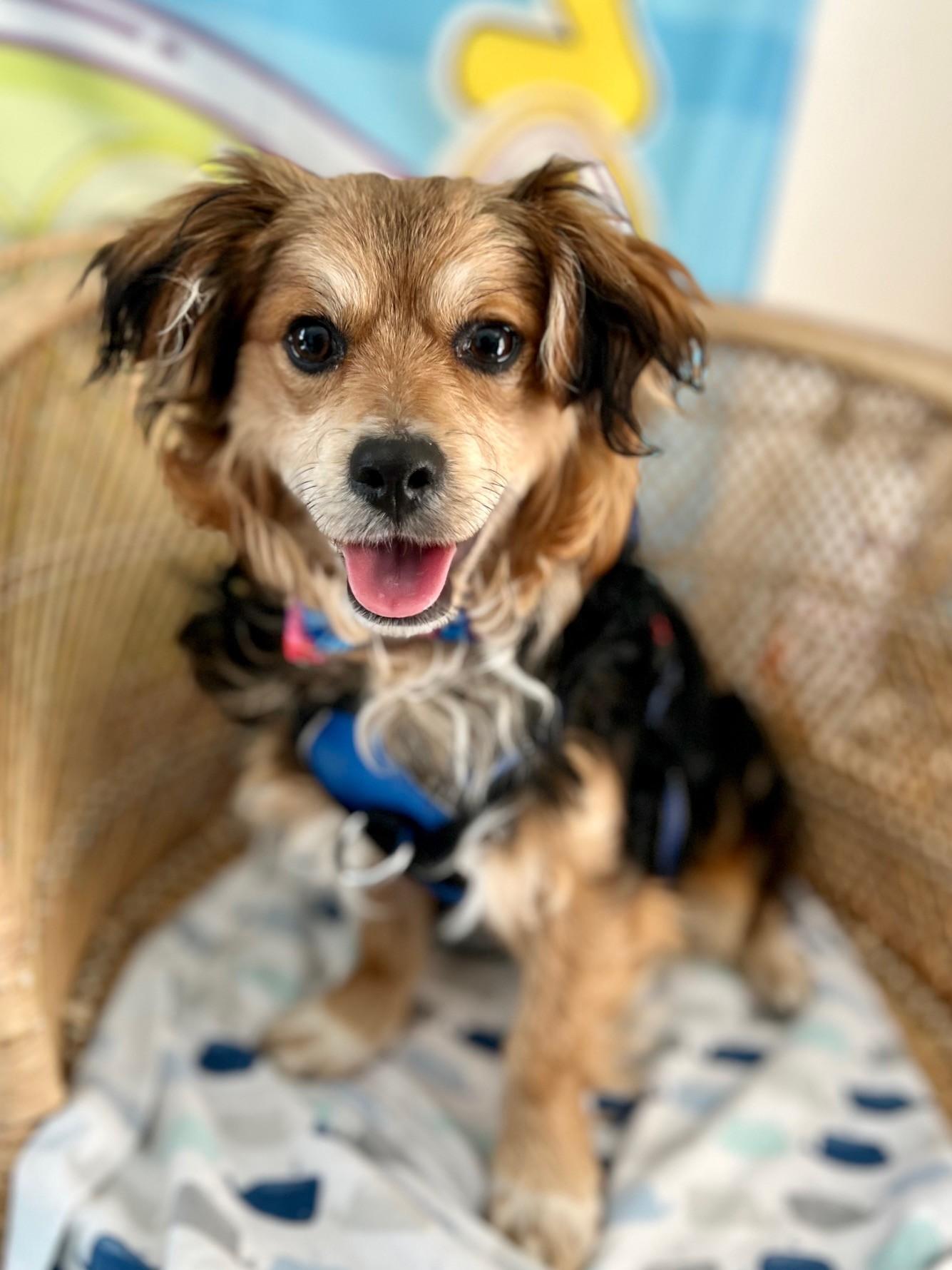 Enlarge Petey, a ADOPTABLE mixed breed in Yakima, WA image 3/4