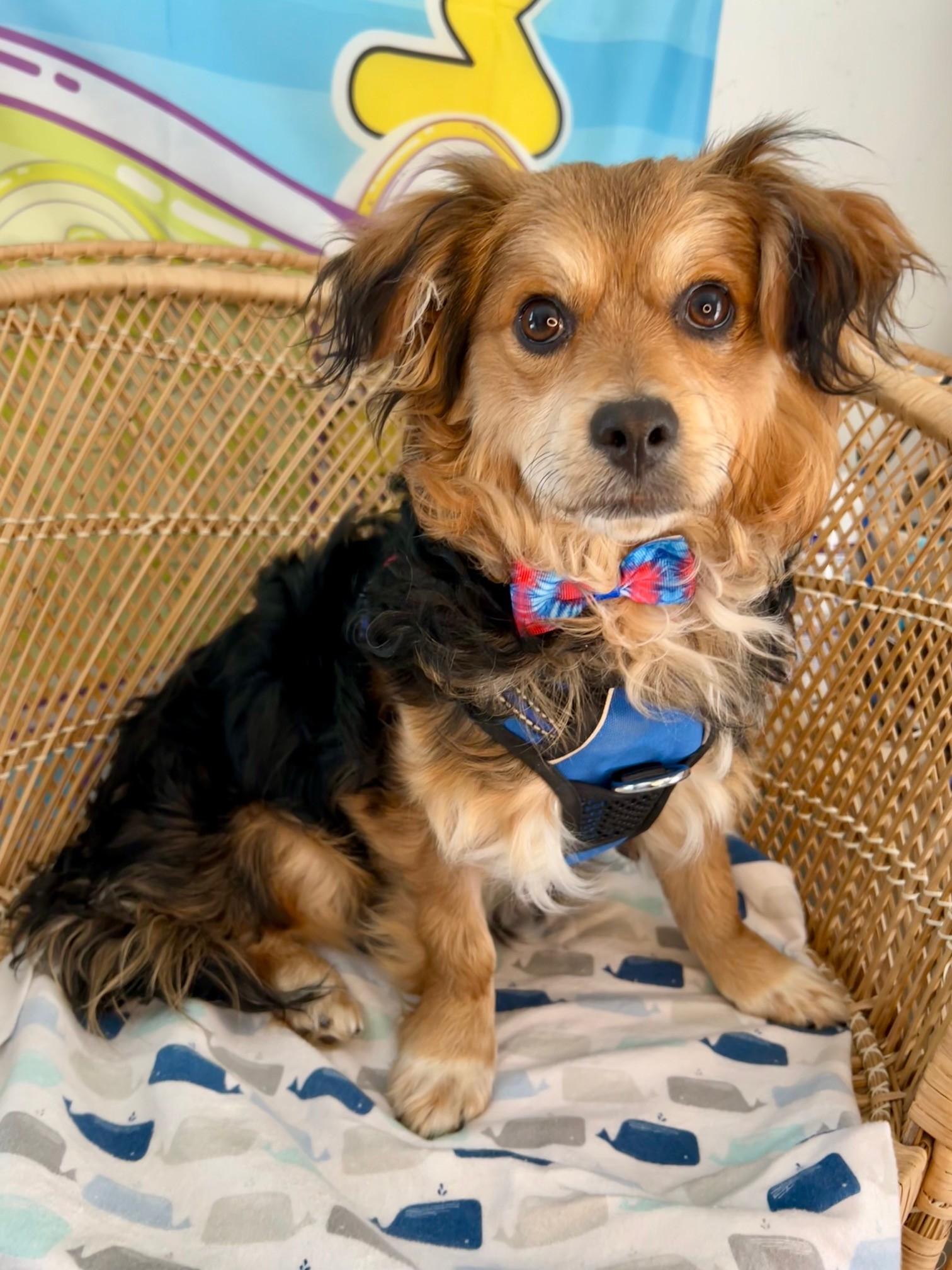 Enlarge Petey, a ADOPTABLE mixed breed in Yakima, WA image 4/4