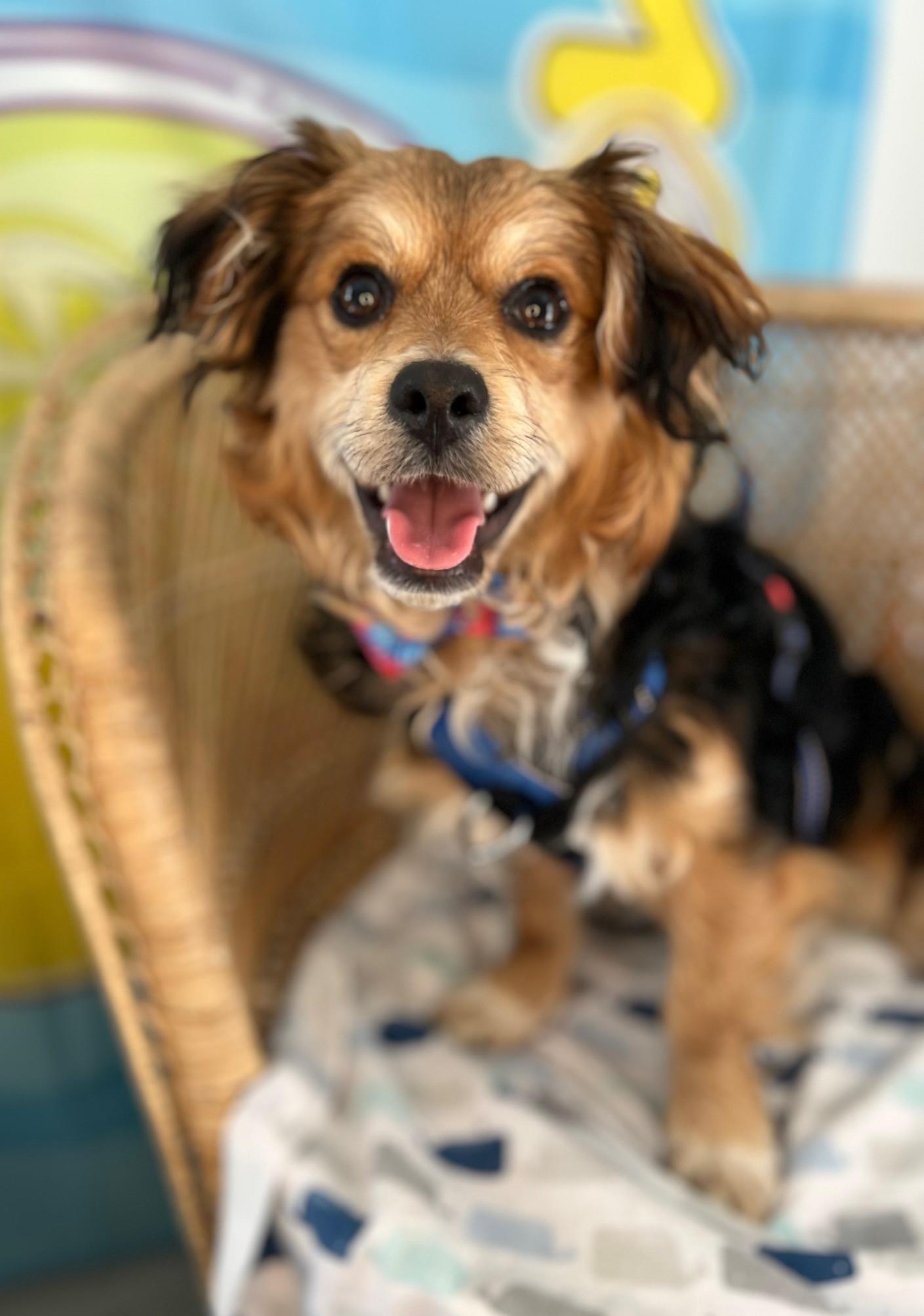 Enlarge Petey, a ADOPTABLE mixed breed in Yakima, WA image 2/4