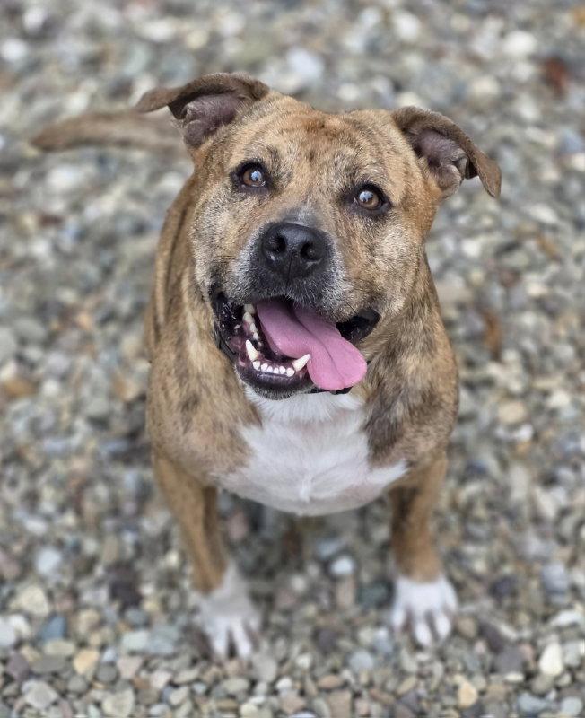 Bear, Adoptable, Adult Male Pit Bull Terrier.