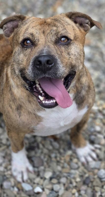 Bear, a Adoptable Pit Bull Terrier in Woodsfield, OH image 2/3