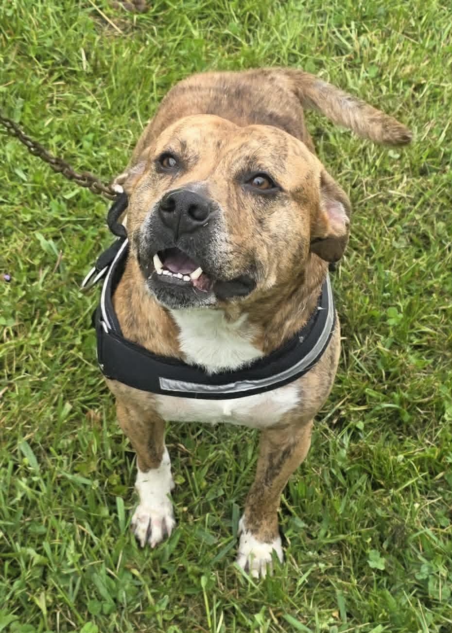 Bear, a Adoptable Pit Bull Terrier in Woodsfield, OH image 3/3