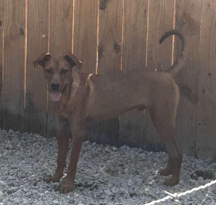 Enlarge Harry, a Adoptable Mixed Breed in Brownstown, IN image 1/1