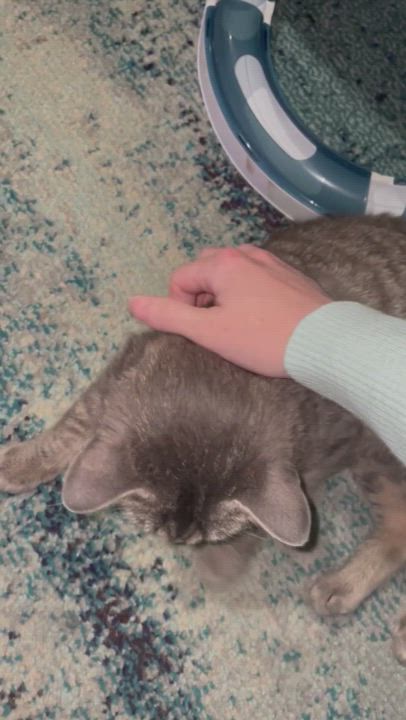 Enlarge Tabitha, a Adopted Domestic Medium Hair in Jackson, MN video 5/9