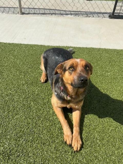 Lucille , ADOPTABLE, Adult Female Australian Cattle Dog / Blue Heeler.