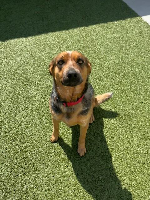 Enlarge Lucille , a ADOPTABLE mixed breed in Fayetteville, AR image 4/4