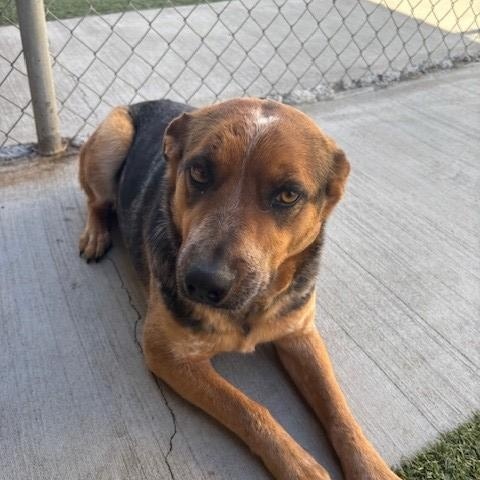 Enlarge Lucille , a ADOPTABLE mixed breed in Fayetteville, AR image 2/4