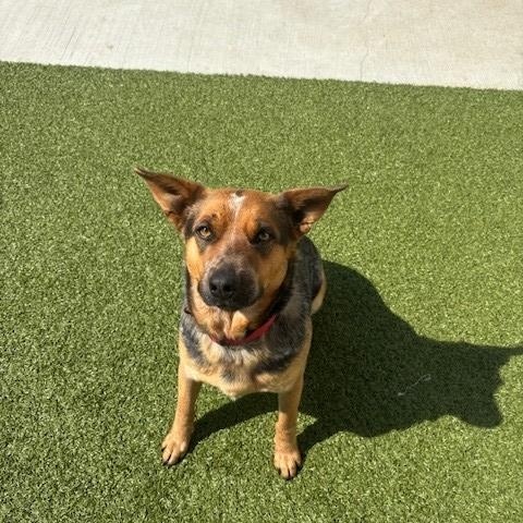 Enlarge Lucille , a ADOPTABLE mixed breed in Fayetteville, AR image 3/4