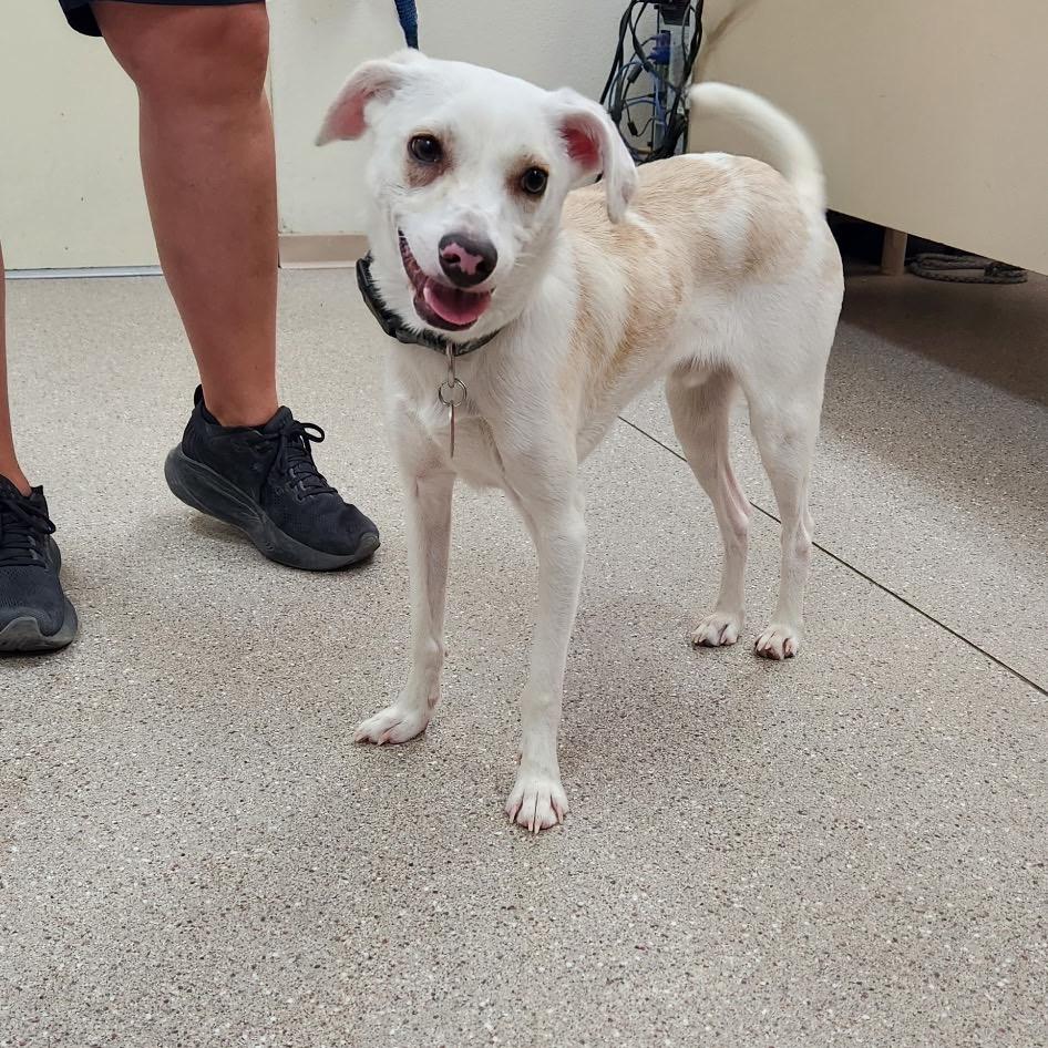 Enlarge Iggy, a ADOPTABLE Mixed Breed in Fallon, NV image 1/1