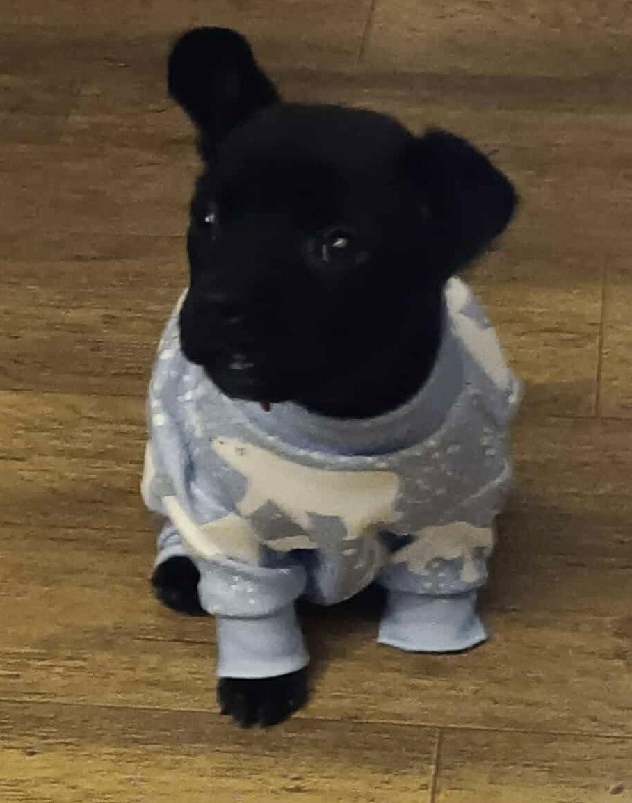 Enlarge IZAR, a Adoptable Australian Cattle Dog / Blue Heeler in Pomfret Center, CT image 1/3