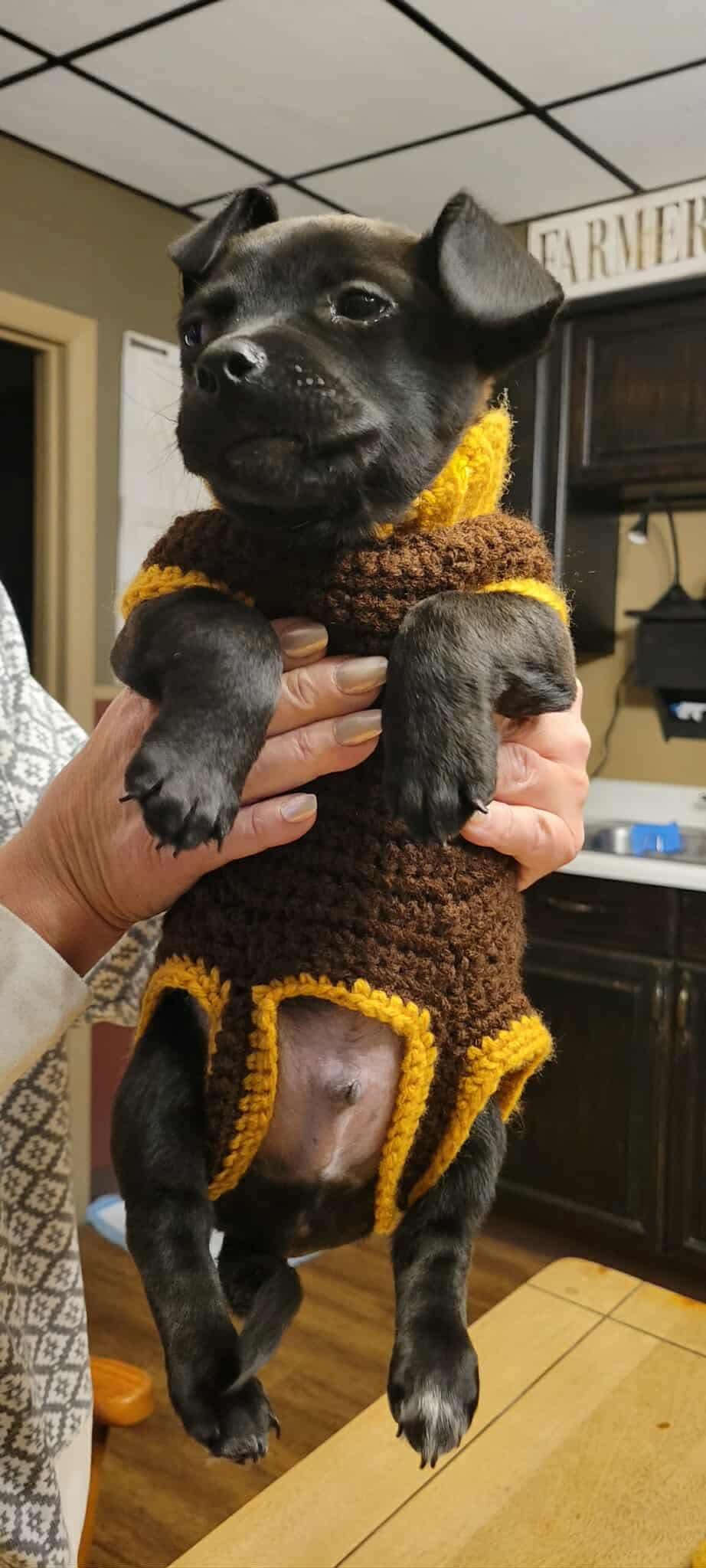 Enlarge IZAR, a Adoptable Australian Cattle Dog / Blue Heeler in Pomfret Center, CT image 2/3