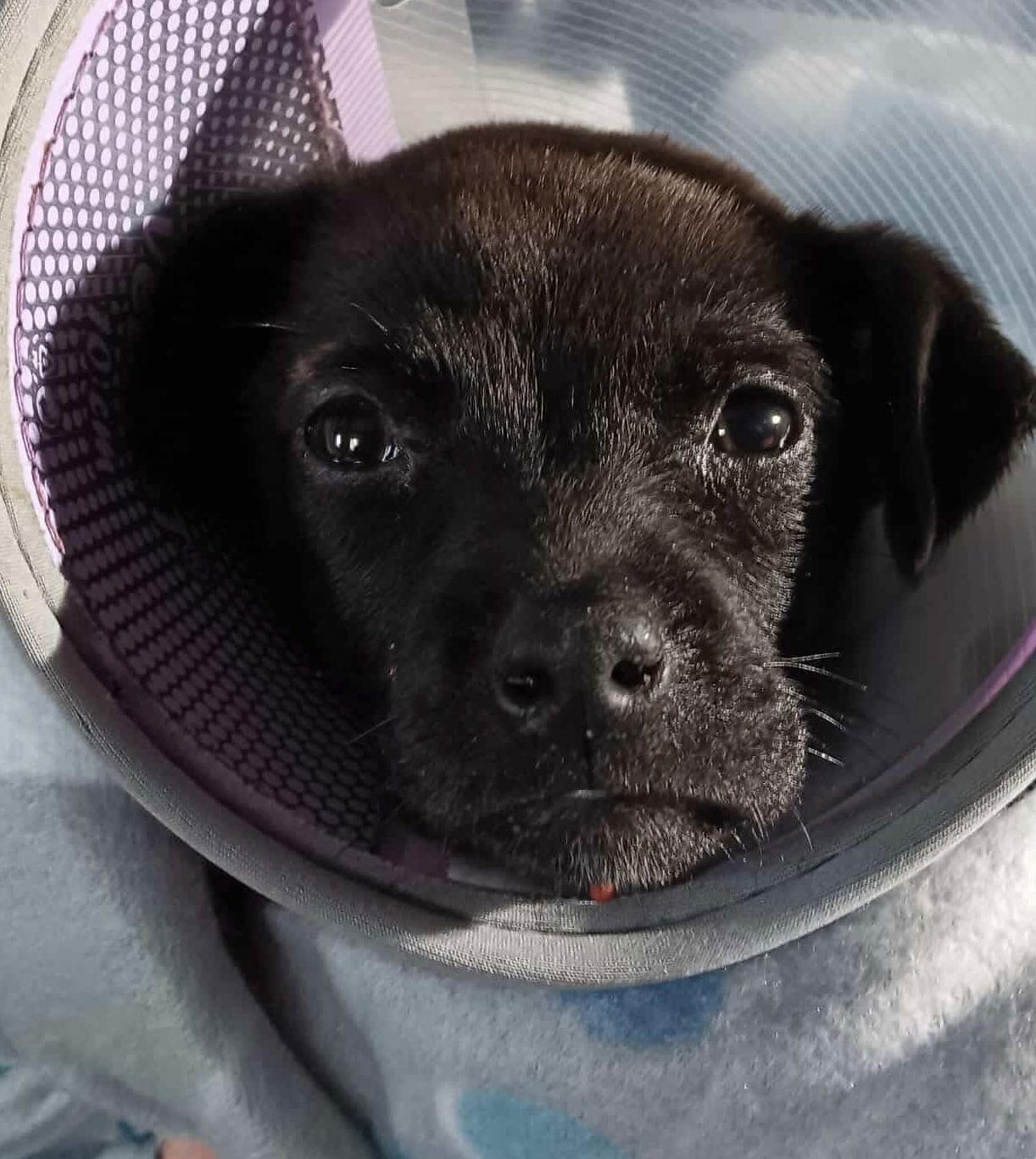 Enlarge IZAR, a Adoptable Australian Cattle Dog / Blue Heeler in Pomfret Center, CT image 3/3