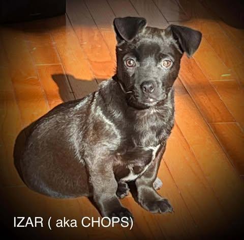 Enlarge IZAR, a Adoptable Australian Cattle Dog / Blue Heeler in Pomfret Center, CT image 3/3